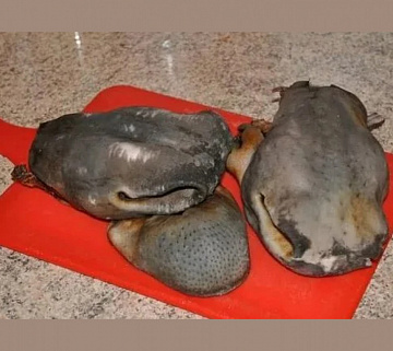 Губа пятнистого оленя Фото Губа пятнистого оленя